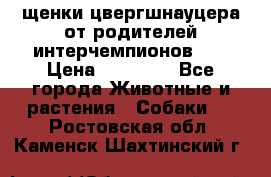 щенки цвергшнауцера от родителей интерчемпионов,   › Цена ­ 35 000 - Все города Животные и растения » Собаки   . Ростовская обл.,Каменск-Шахтинский г.